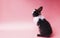 rabbit standing on isolate pink background. Lovely baby bunny stand looking at something on pink
