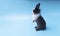 rabbit standing on isolated blue background. Lovely baby bunny stand looking at something on blue