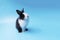 Rabbit standing on isolated blue background. Lovely baby bunny stand looking at something on blue