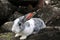 Rabbit on the stone in Thailand