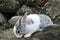 Rabbit on the stone in Thailand