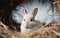 Rabbit in Straw Nest. Generative AI