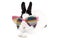 Rabbit in sunglasses