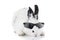 Rabbit in Sunglasses isolated