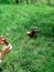 Rabbit toy in a rubber shoe on grass