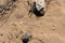 Rabbit tracks in sand, New Mexico desert Sevilleta National Wildlife Refuge