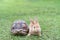 The rabbit and turtle tales