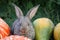 Rabbit with vegetable marrows