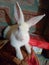 This is a rabbit from a village site India