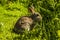 A rabbit waits in the long grass of Skomer Island breeding ground for Atlantic Puffins