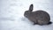 Rabbit walks through the snow
