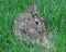 Rabbit Watching the Babies in the Nest