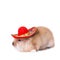 Rabbit wearing a colorful mexican sombrero