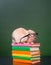 Rabbit wearing glasses sitting on a pile of books near empty chalkboard