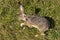 Rabbit wild Jackrabbit Bunny or Hare running and jumping