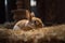 rabbit in a wooden cage with fresh hay.