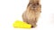 Rabbit with yellow corn on white