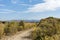 Rabbitbrush beside a high desert trail with blue mountains in the background