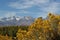 Rabbitbrush with Sierra Mountains