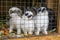 Rabbits in a cage on the farm. Slovakia