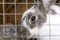 Rabbits in a cage on the farm. Slovakia