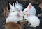 Rabbits in cage for sale at thailand market