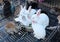 Rabbits in cage for sale at thailand market