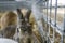 Rabbits on a corral farm and straw ground