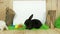 Rabbits crawling on green floor, easter symbol, white background for text, free space for letters