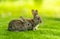 Rabbits. Cute little Easter bunny in the meadow. Green grass under the sunbeams. two rabbits on a green grass in summer day