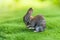 Rabbits. Cute little Easter bunny in the meadow. Green grass under the sunbeams. two rabbits on a green grass in summer day