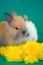 Rabbits and dandelion flowers