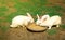 Rabbits eating food in a terracotta dish.