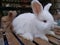 Rabbits at exhibition