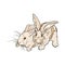 Rabbits on the farm, animals that are paired, hares beige, print, icon