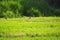 Rabbits in the field at sunset, Ivars and Vilasana, Lleida