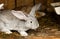 Rabbits\' hutch