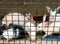 Rabbits inside a cage for sell at traditional asian animal market