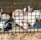 Rabbits inside a cage for sell at traditional asian animal market