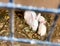 Rabbits inside a cage for sell at traditional asian animal market