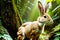 Rabbits live in the rainforest