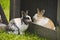 Rabbits in love