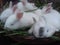 Rabbits are mammals from the leporidae family and one of the alternative meat-producing livestock.
