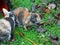 Rabbits playing in the wet grass with autumn leaves