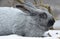 Rabbits of the Poltava silver breed