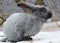 Rabbits of the Poltava silver breed