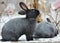 Rabbits of the Poltava silver breed