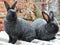 Rabbits of the Poltava silver breed