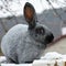 Rabbits of the Poltava silver breed