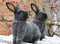 Rabbits of the Poltava silver breed